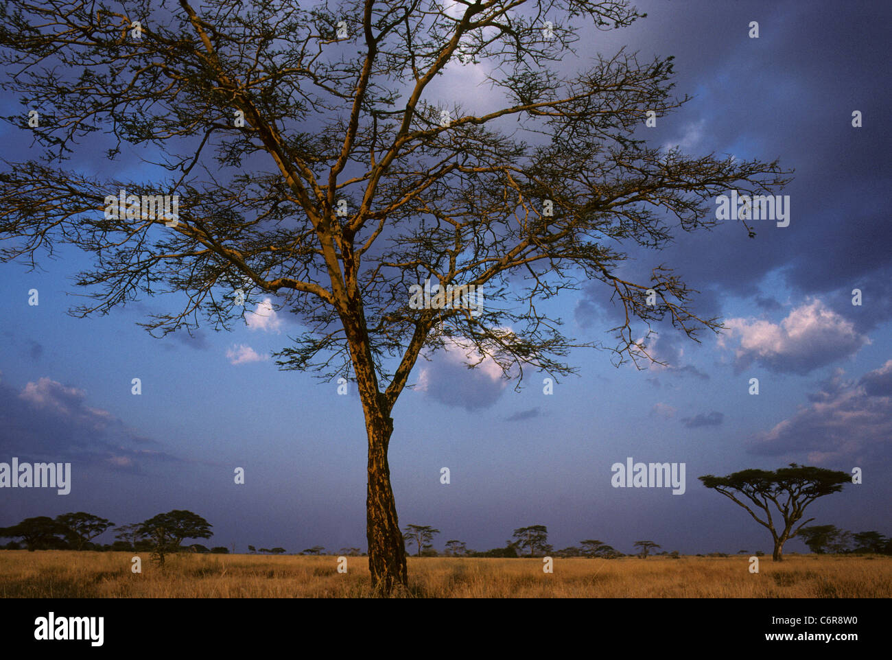 Fever Tree (Acacia Xanthophloea) und Savanne Stockfoto