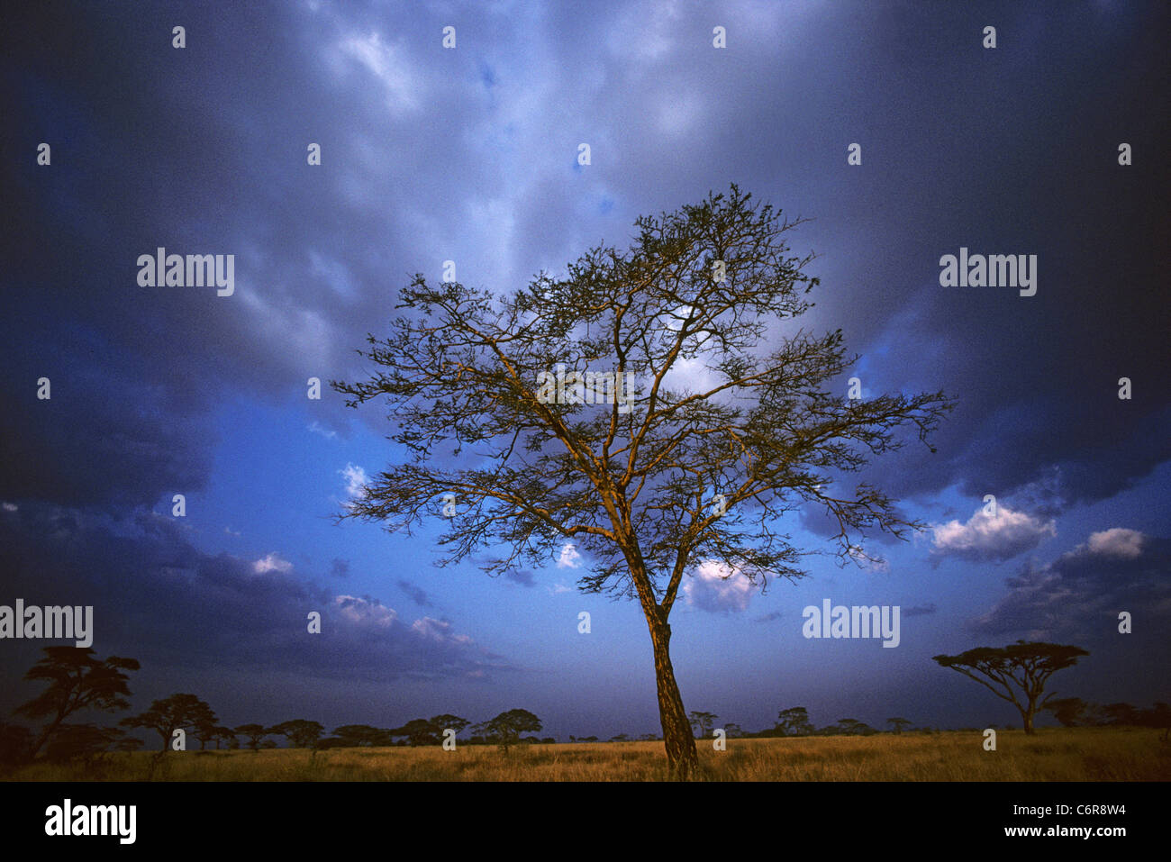 Fever Tree (Acacia Xanthophloea) und Savanne Stockfoto