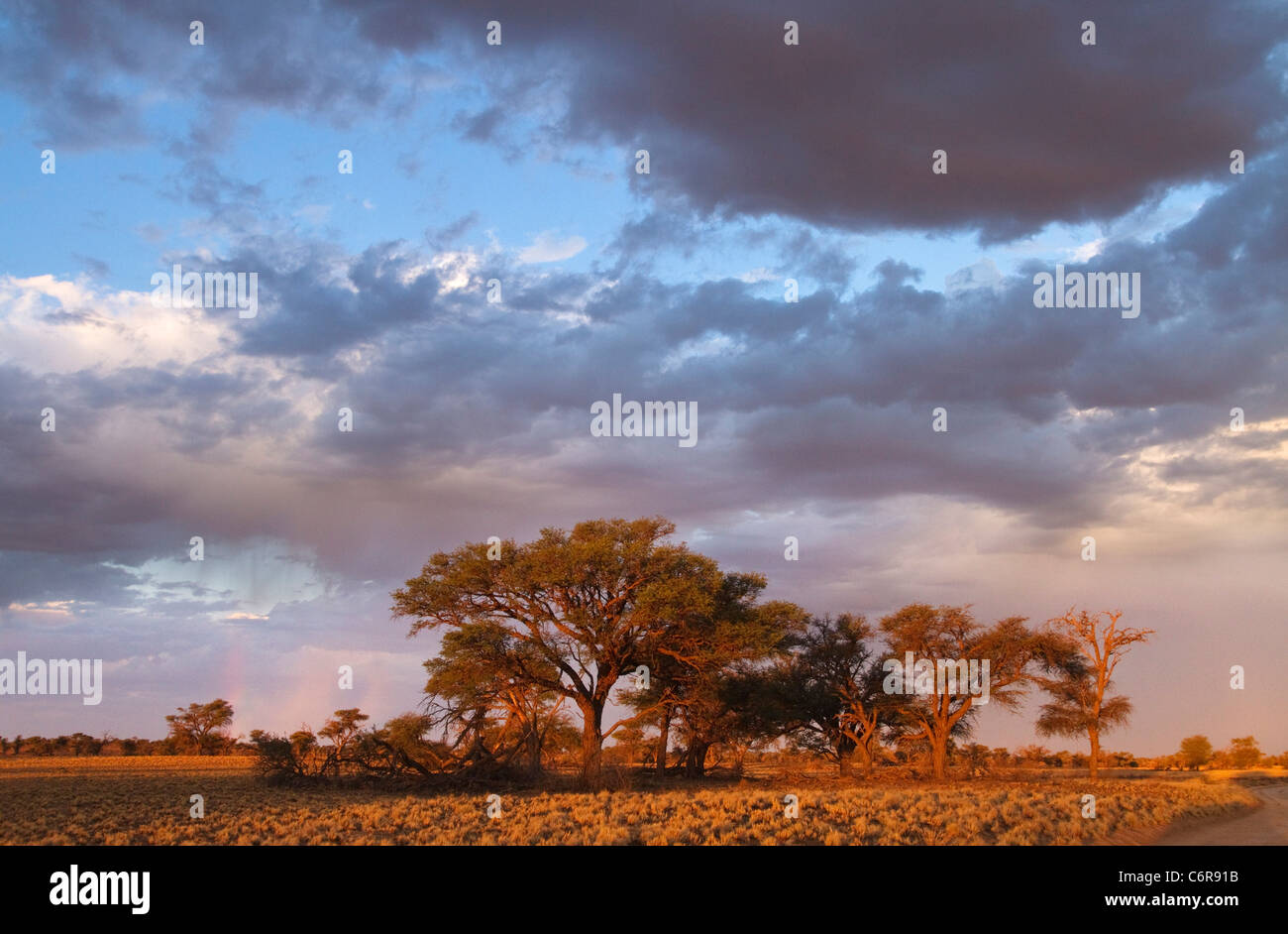 Eine Baumgruppe Camelthorn (Acacia Erioloba) in warmes Licht vor einem wolkigen Himmel gesehen Stockfoto