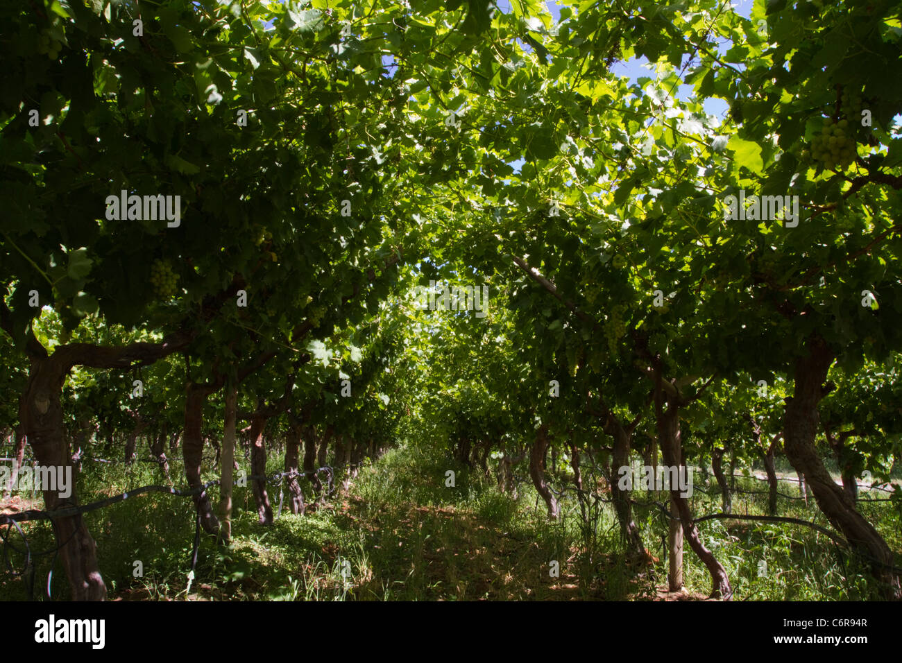 Weinreben in einem bewässerten Weinberg an den Ufern des oranjeflusses Stockfoto