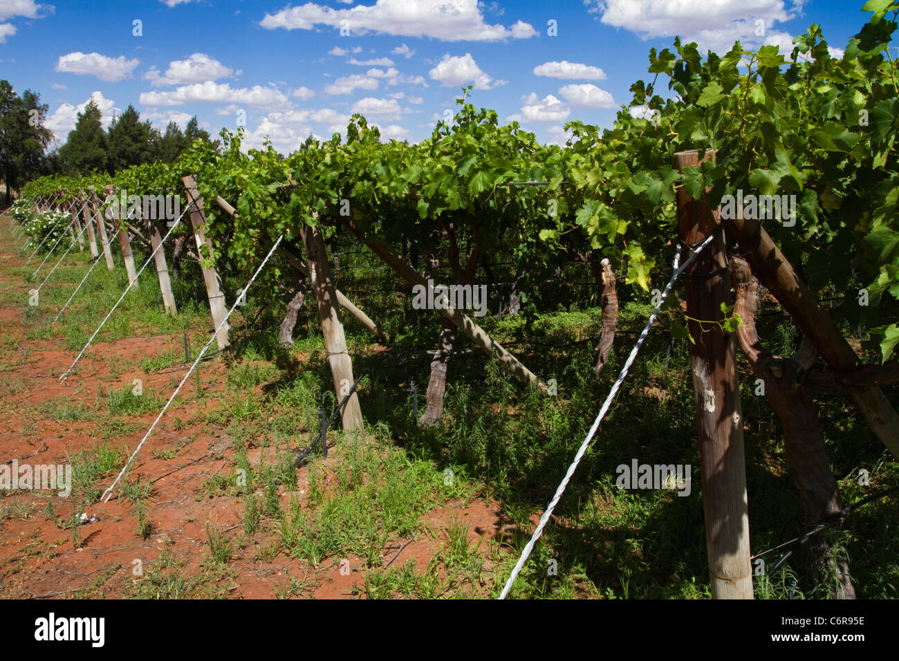 Weinreben in einem bewässerten Weinberg an den Ufern des oranjeflusses Stockfoto