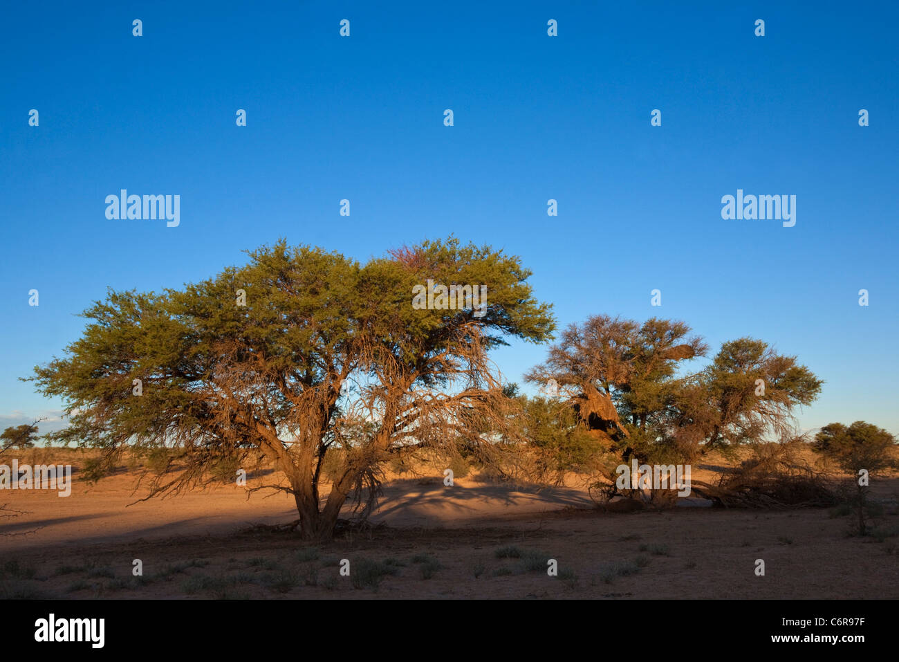 Malerische Aussicht auf Camelthorn Bäume mit geselligen Weber Nester (Acacia Erioloba) im Flussbett Auob Stockfoto