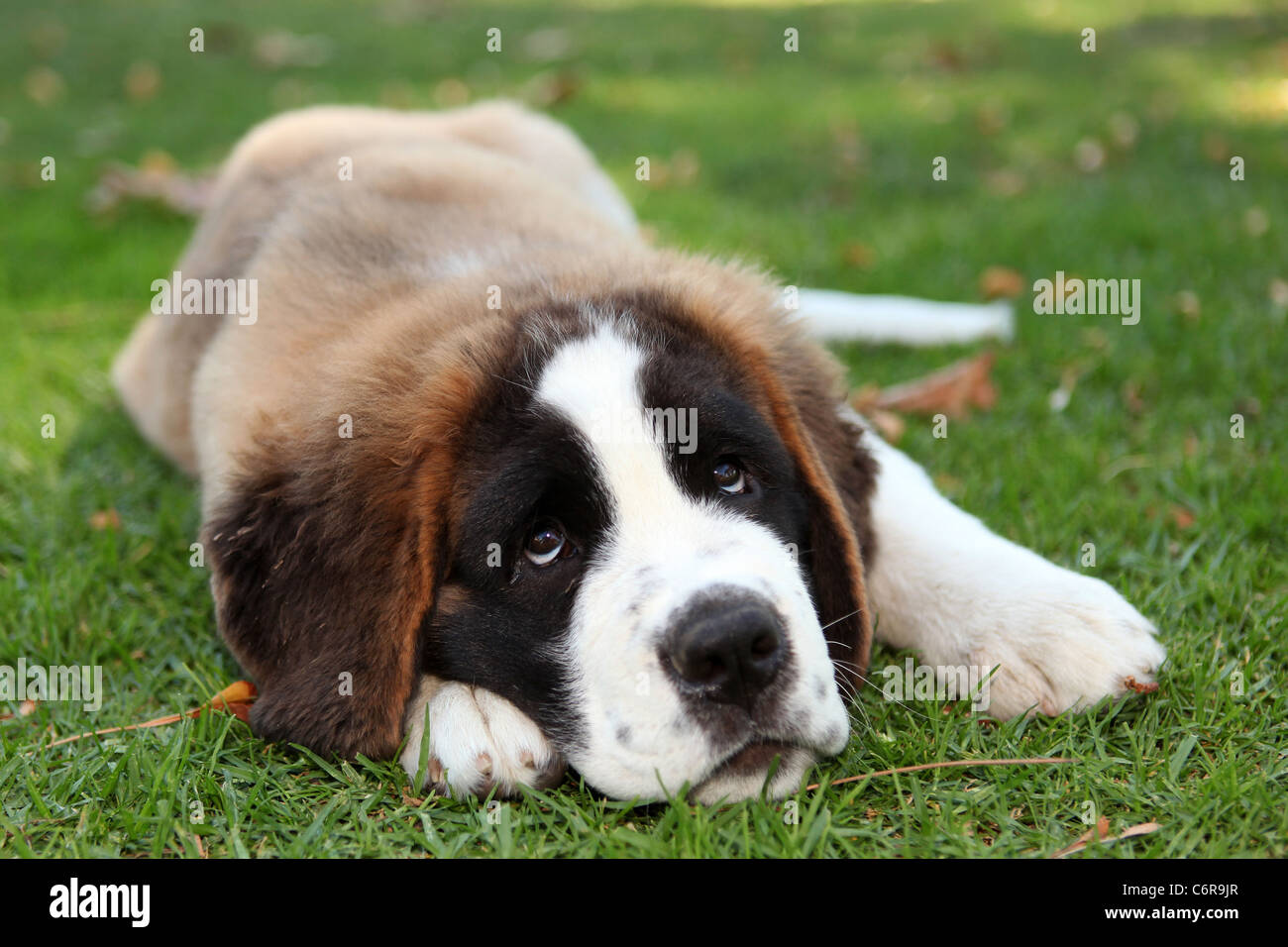 Saint Bernard Hündchen Stockfoto