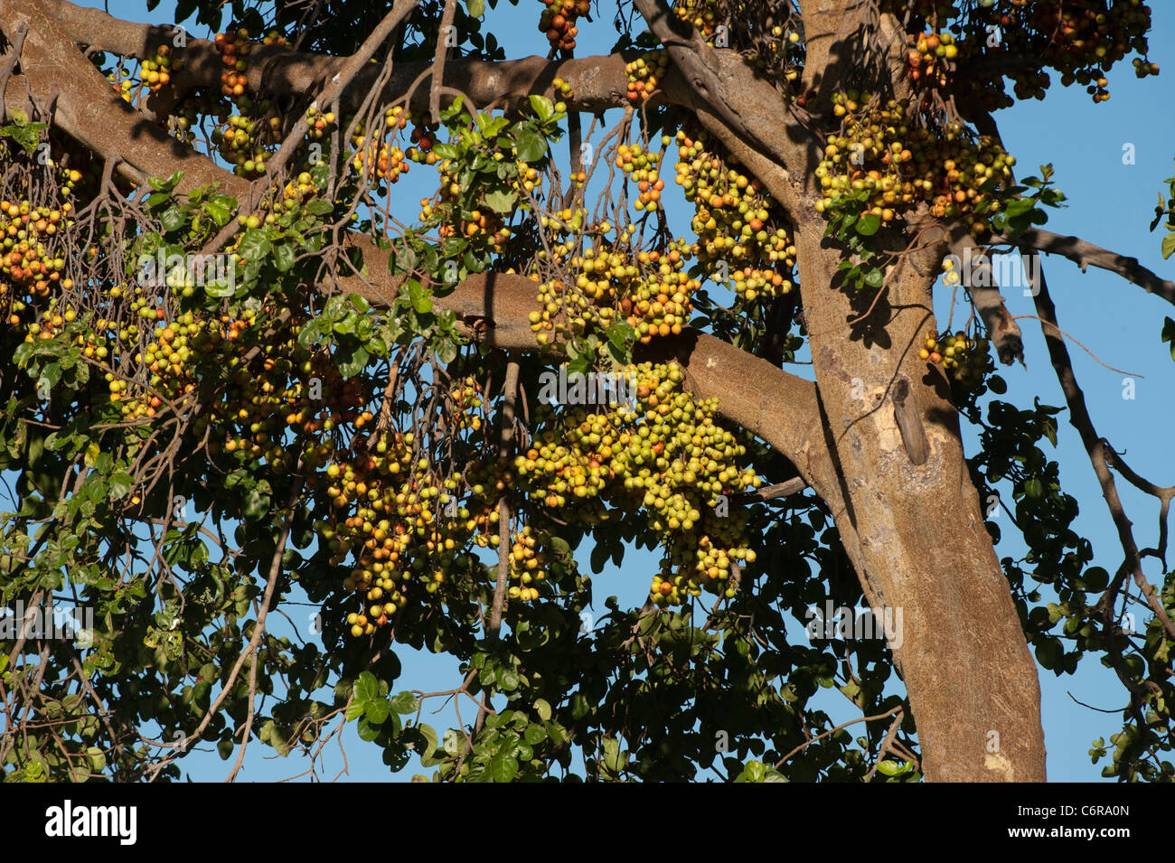 Früchte der wilden Bergahorn Feigenbaum Stockfoto