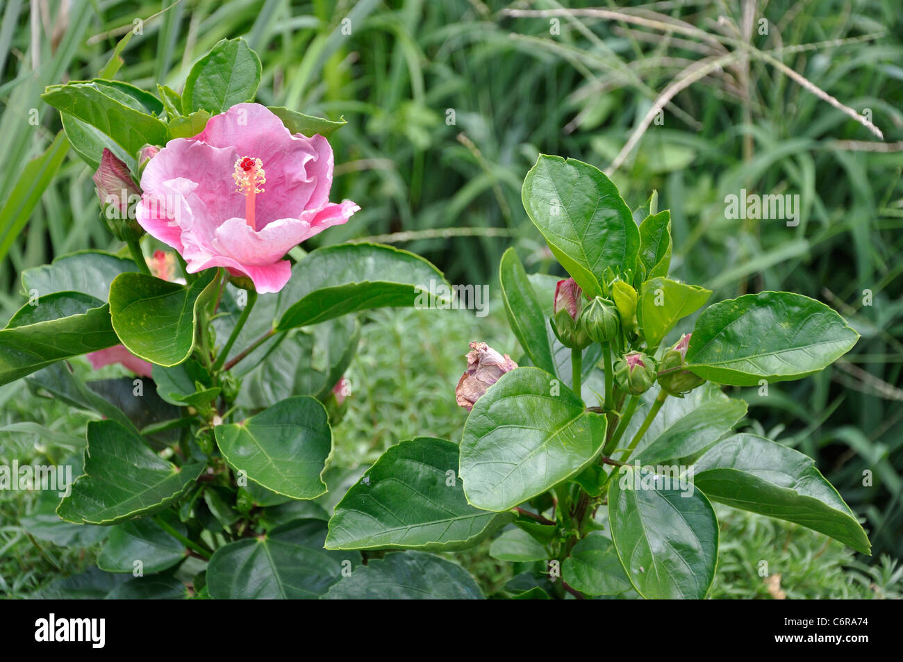 Sinningia Speciosa Gloxinia Stockfoto