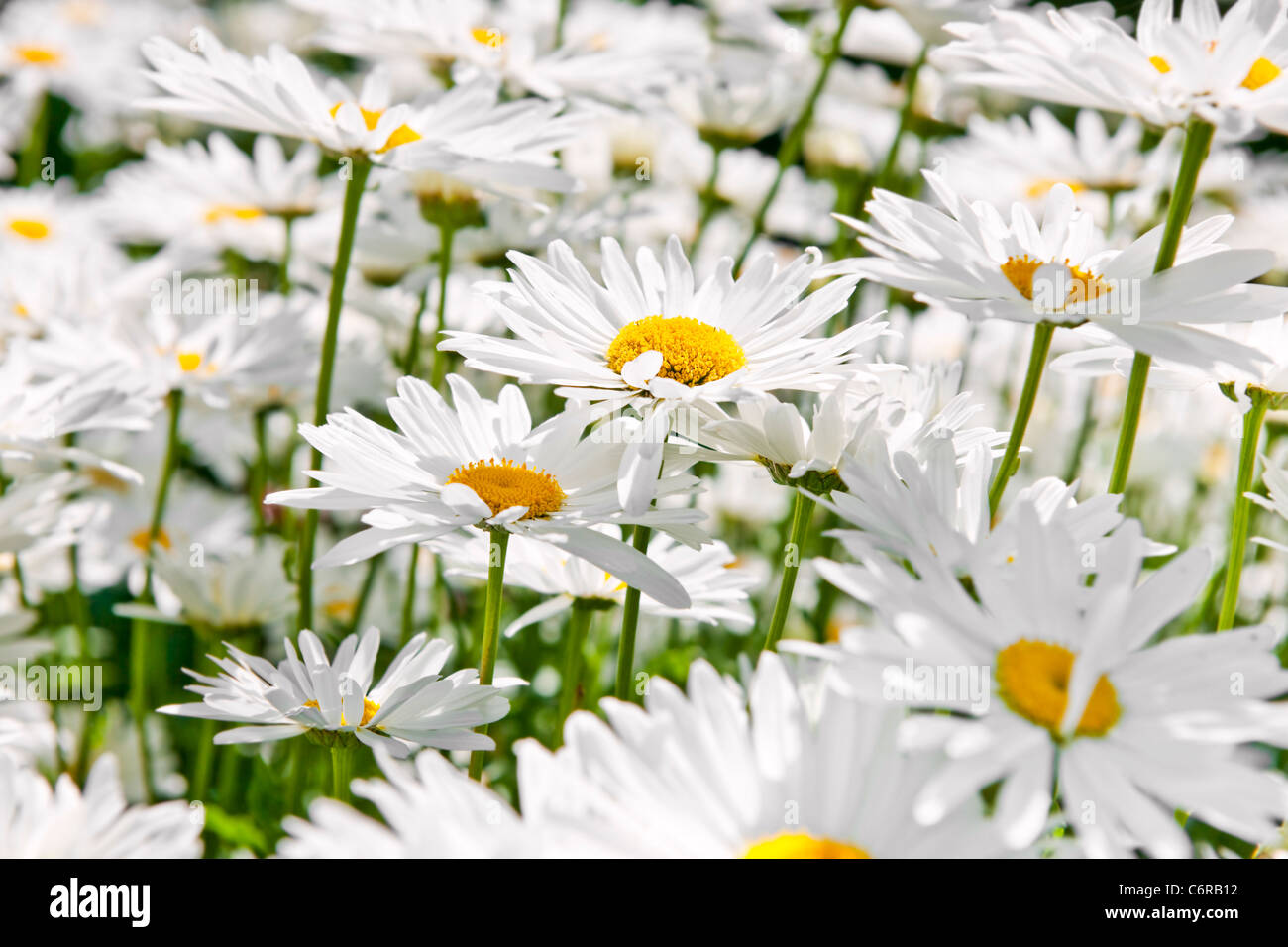 Close up Portrait of White Daisy Blumen blühen im Garten Stockfoto