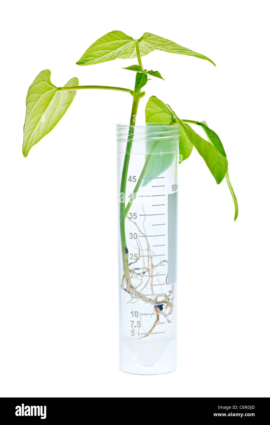 Gentechnisch veränderte Pflanze Setzling im Reagenzglas isoliert auf weiss Stockfoto