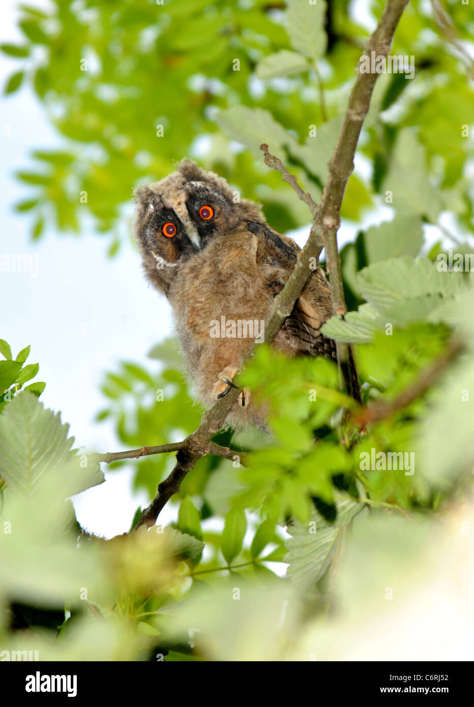 Lange Eared Owl-Küken Stockfoto