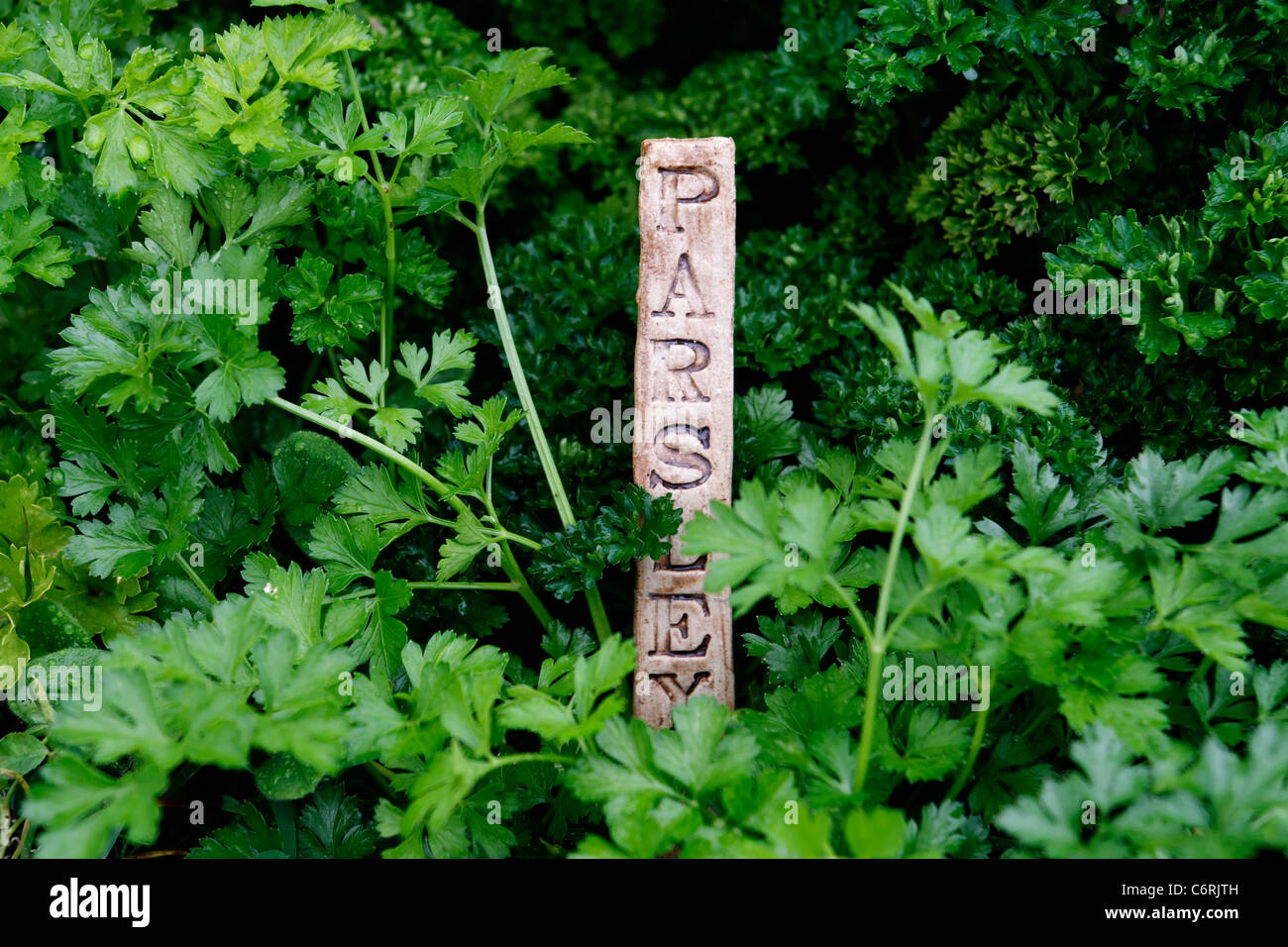 Garten-Petersilie (Petroselinum Crispum und Petroselinum Hortense). Stockfoto