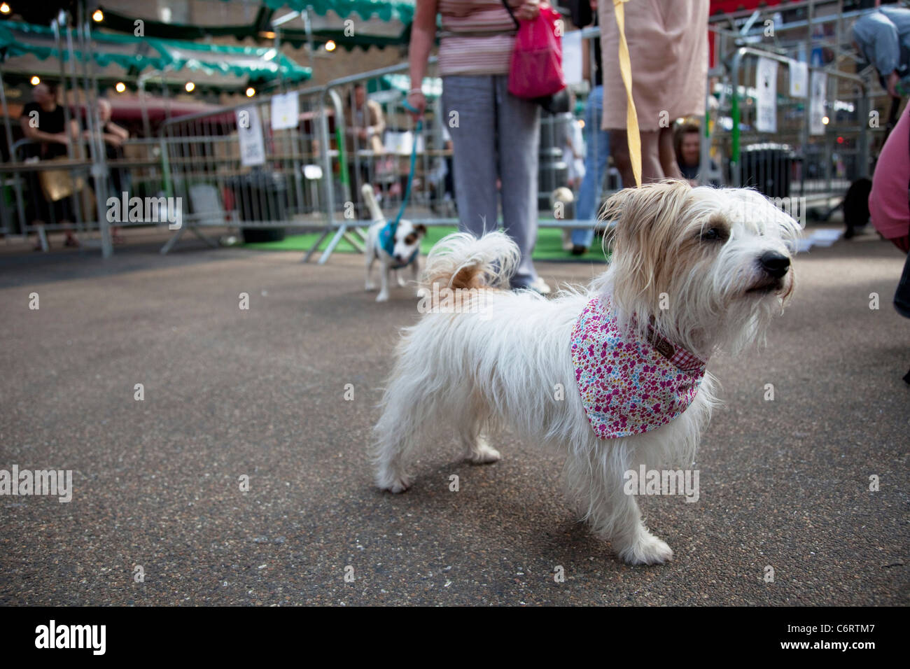 Pfote Pageant Hundeausstellung in Spitalfields Market, London. Einheimische geben Sie ihre Hunde in Shoreditch ungebundenen Festival Dog Show Stockfoto