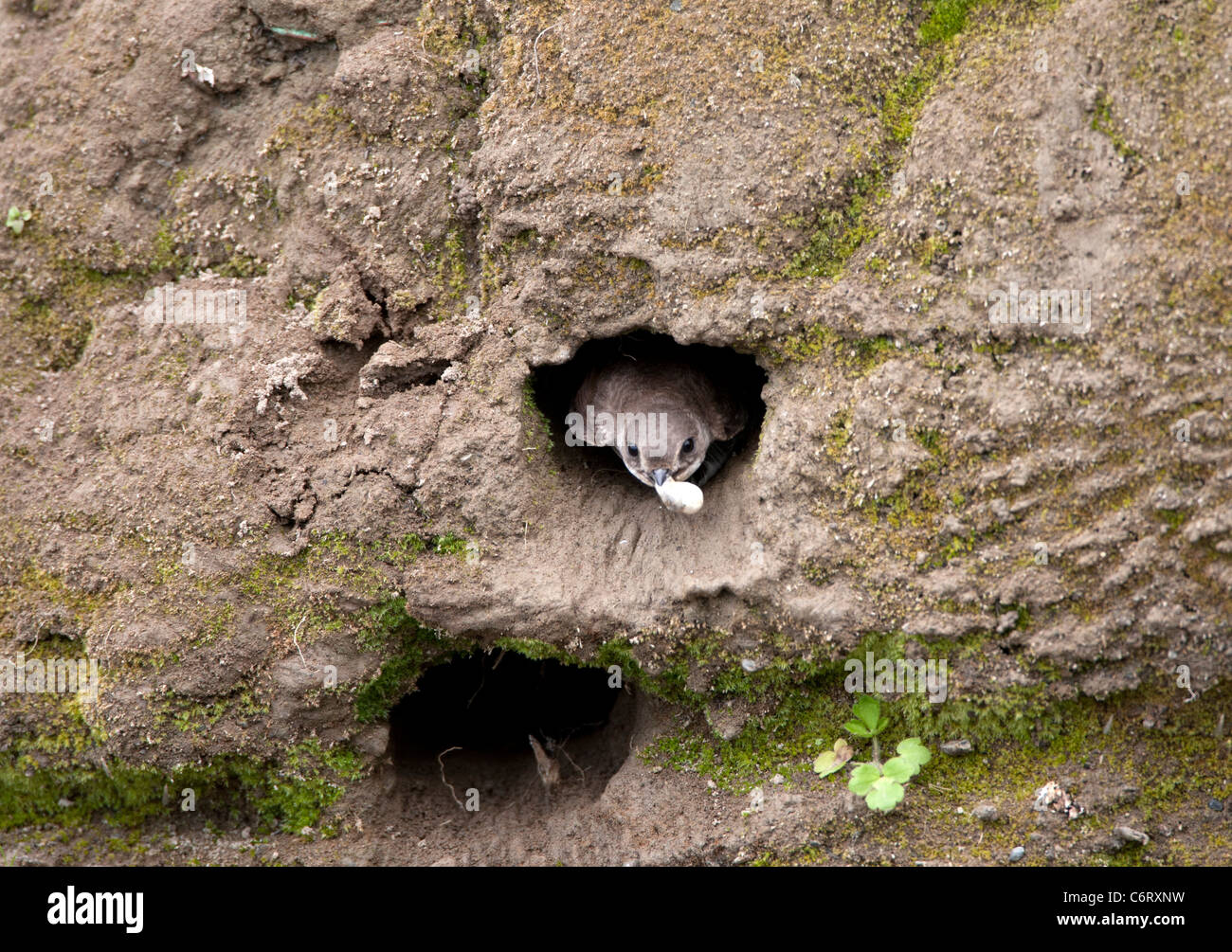 Riparia Riparia - Sand martin Stockfoto