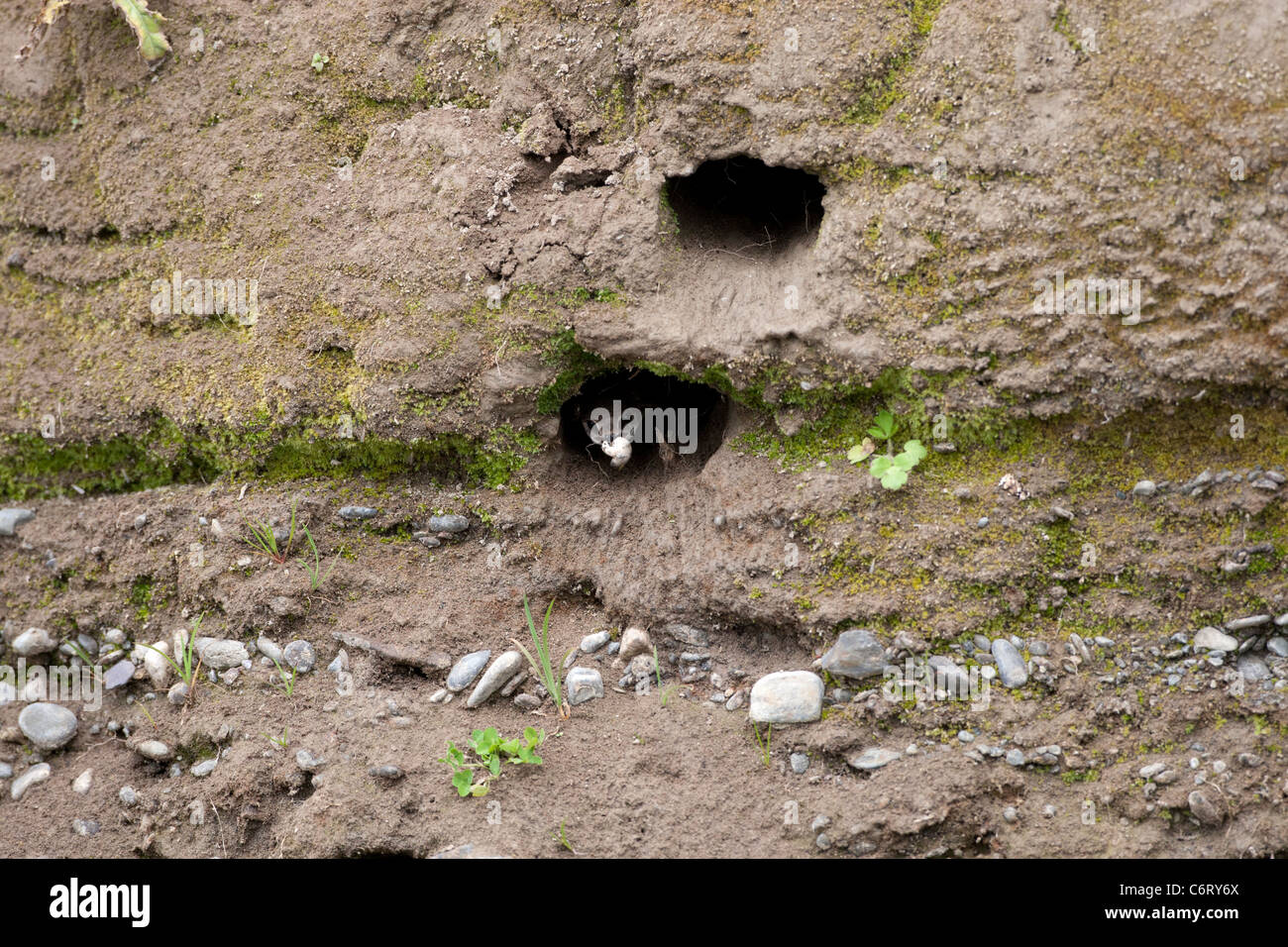 Riparia Riparia - Sand martin Stockfoto