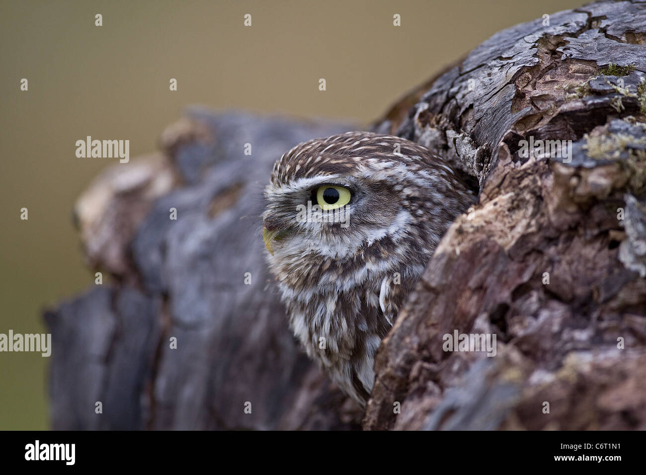 Ein Gefangener Steinkauz im Profil in ein Loch in einem Baum. Stockfoto