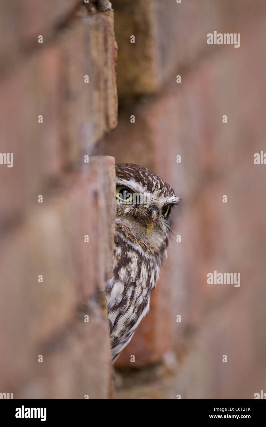 Eine Gefangenschaft Steinkauz stehend in einen Eingang in eine Mauer. Stockfoto