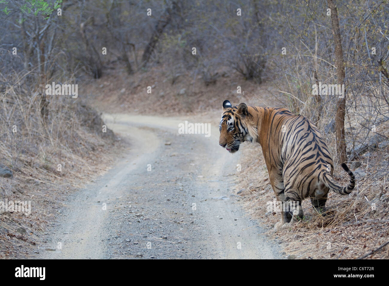 Bengal Tiger in Ranthambhore National Park Territorium markieren Stockfoto