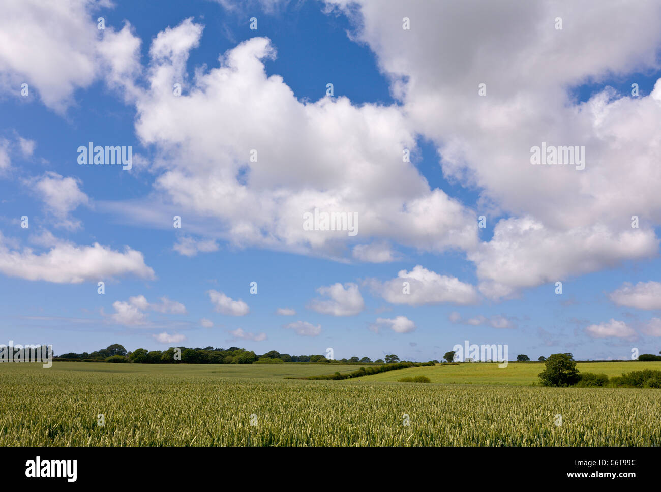 Weizenfeld am sonnigen Tag Stockfoto