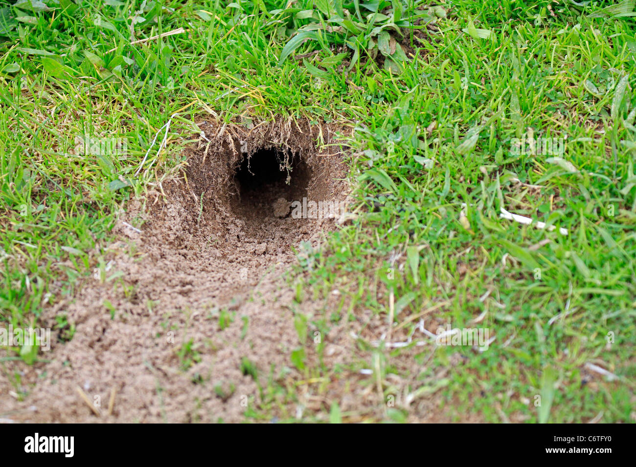 Das Loch im Boden vermutlich durch eine Mole. Stockfoto