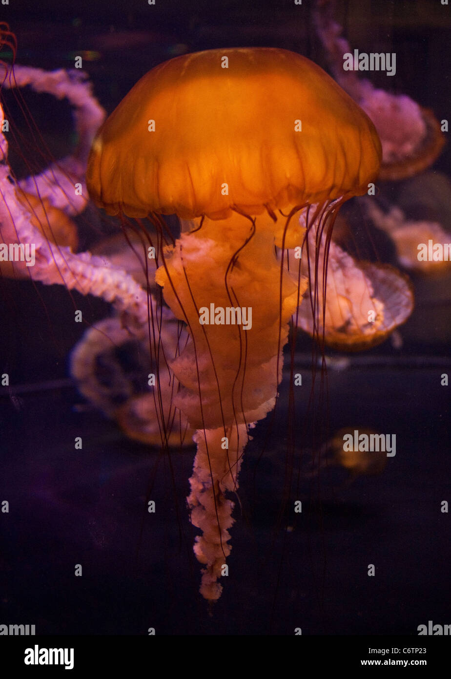 Quallen im Aquarium Stockfoto