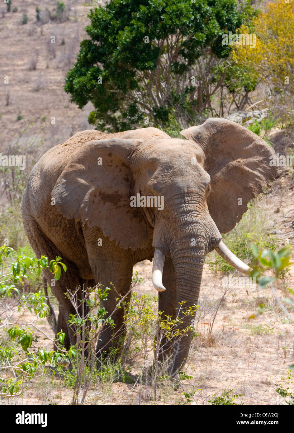 Afrikanische Elefanten im Mwaluganje Elephant Sanctuary, Mombasa, Kenia, Afrika Stockfoto