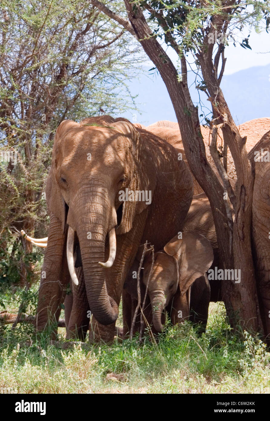 Afrikanische Mutter & Baby Elefanten Schutz unter Baum, Tsavo Ost, Kenia Stockfoto