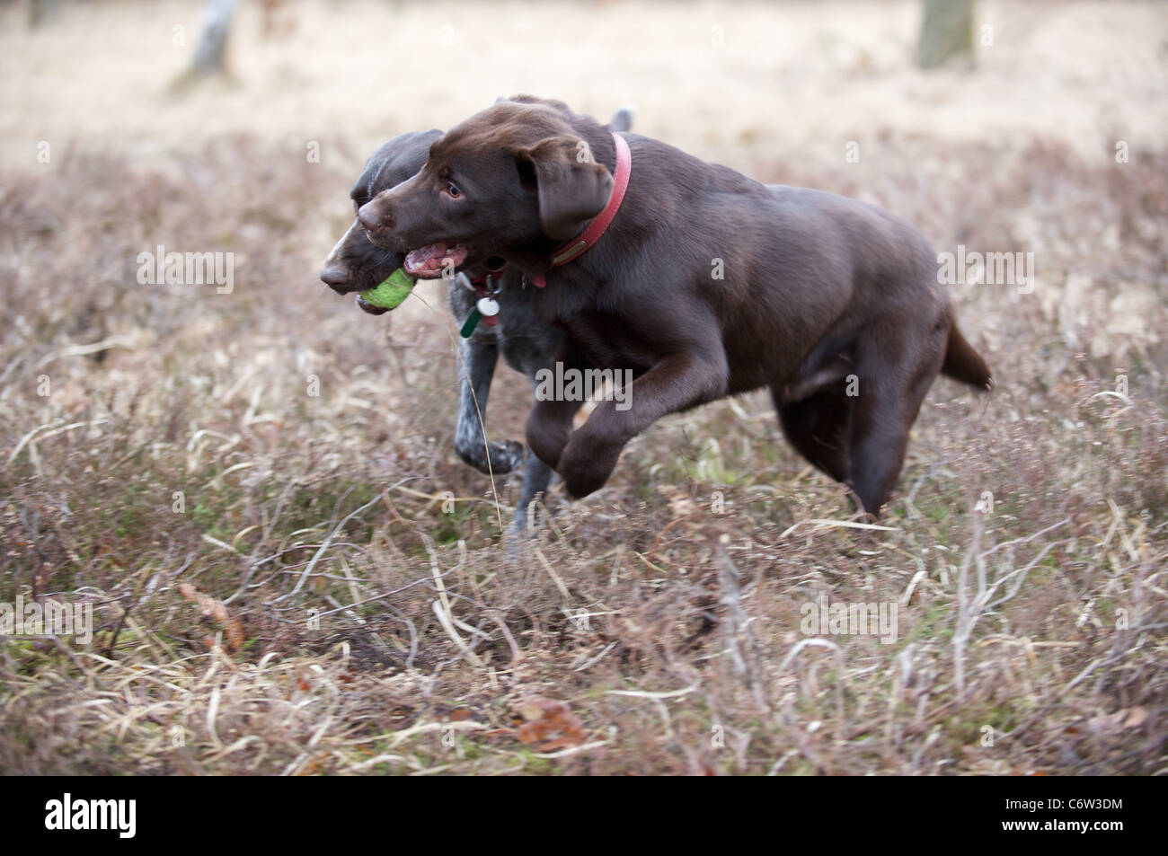 Archie die Chocolate Labrador verfolgt Lolly deutscher Vorstehhund Stockfoto