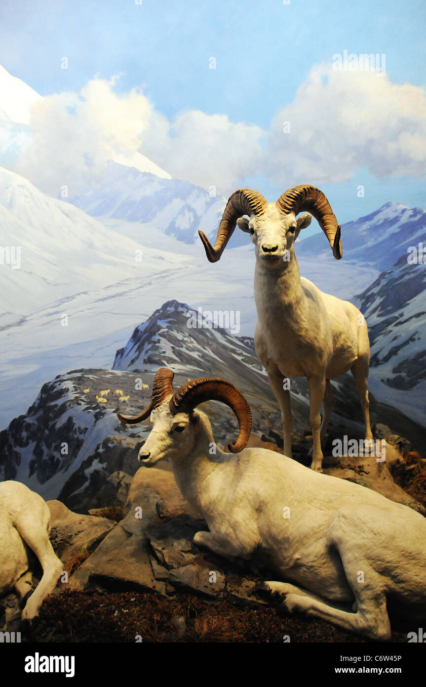 New York City, American Museum of Natural History-Diorama von Dall-Schafe Stockfoto