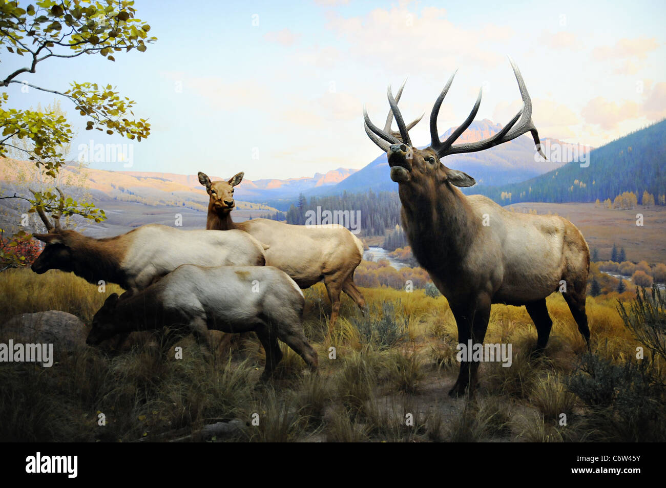 Wapiti / Elk-Familie von Wapiti, Diorama an American Museum of Natural History, NYC Stockfoto