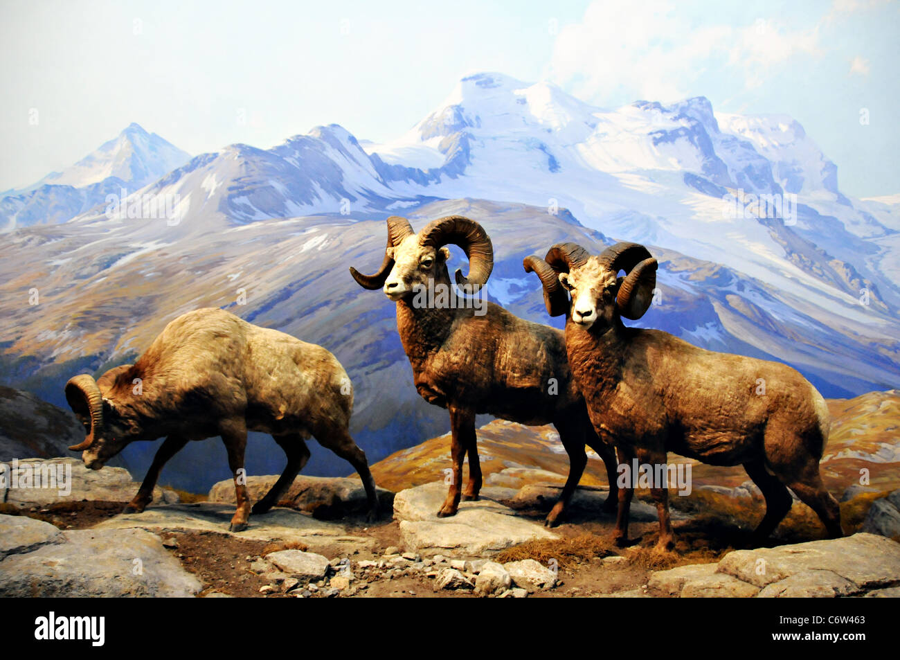 New York City, American Museum of Natural History-Diorama von Dall-Schafe Stockfoto