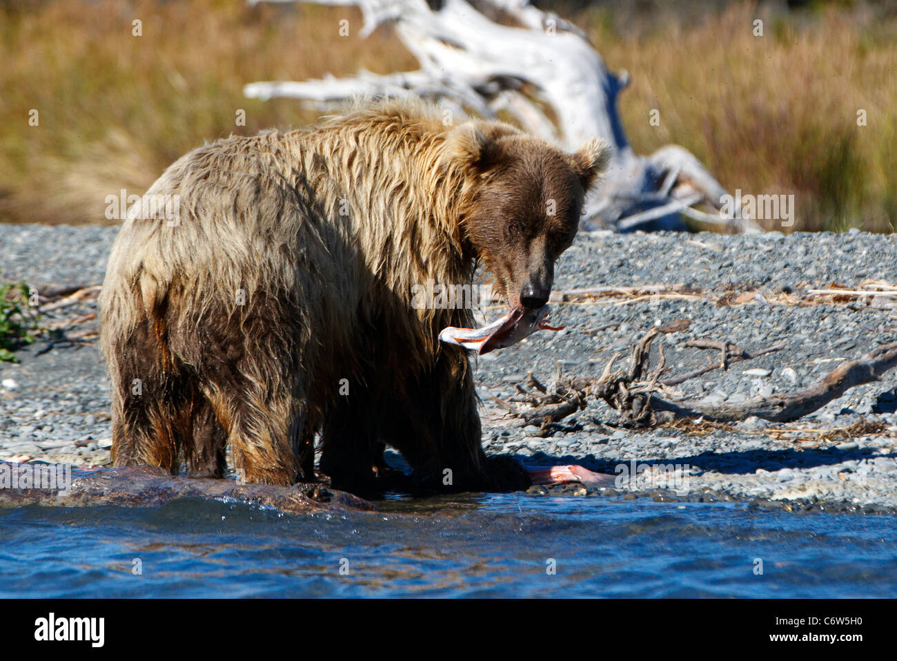 Nordamerikanischen Braunbären säen essen Lachs an Ufern der Skilak Lake, Kenai National Wildlife Refuge, Alaska, USA Stockfoto