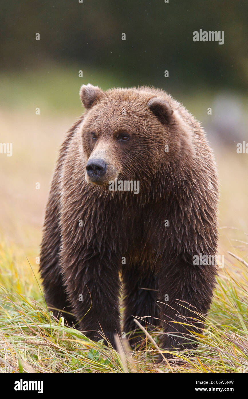 Nordamerikanischen Braunbären (Ursus Arctos Horribilis) Sau geht auf Wiese, Lake-Clark-Nationalpark, Alaska, Vereinigte Staaten von Amerika Stockfoto