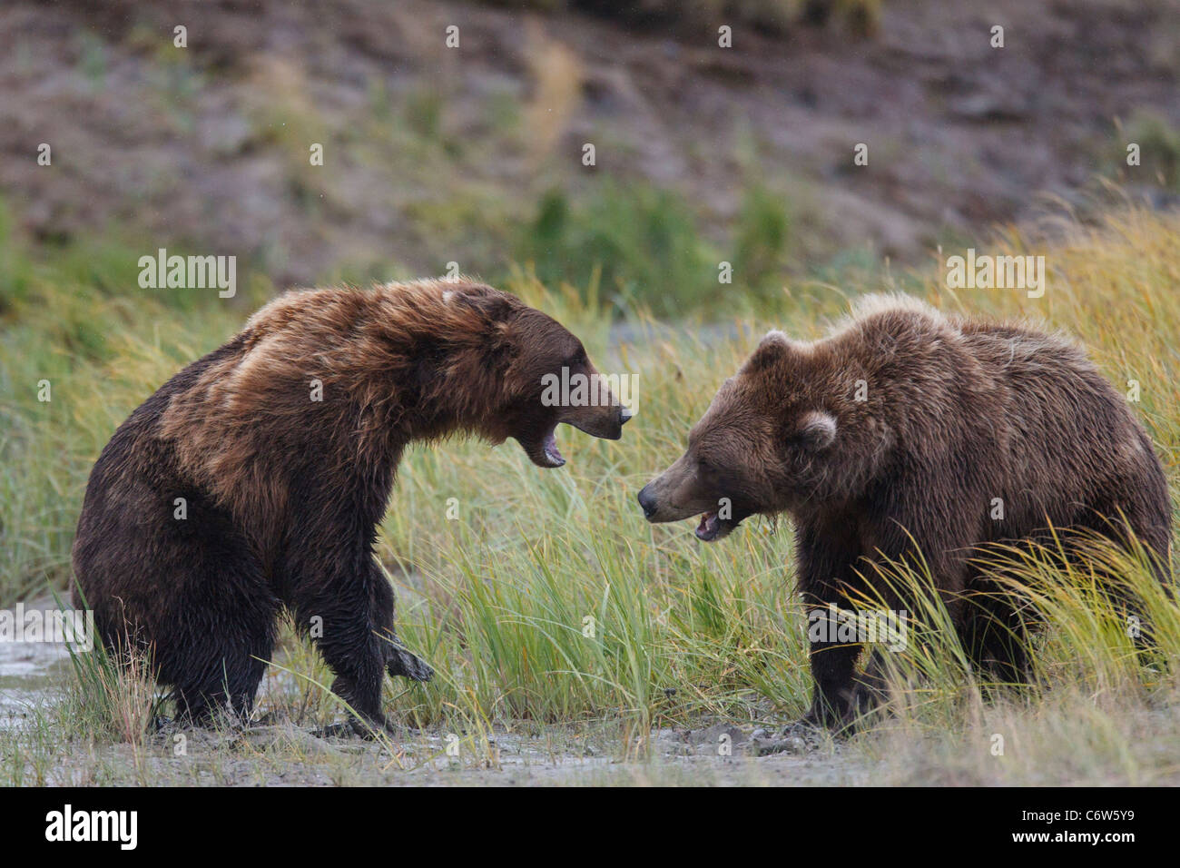 Zwei nordamerikanischen Braunbären, Sauen kämpfen für Fischerei Gebiet auf Wiese, Lake-Clark-Nationalpark, Alaska, Vereinigte Staaten von Amerika Stockfoto