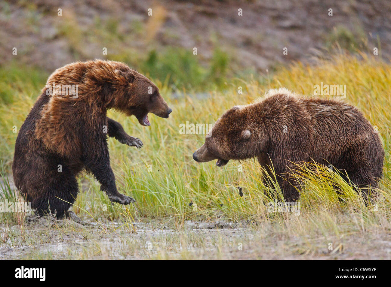 Zwei nordamerikanischen Braunbären, Sauen kämpfen für Fischerei Gebiet auf Wiese, Lake-Clark-Nationalpark, Alaska, Vereinigte Staaten von Amerika Stockfoto