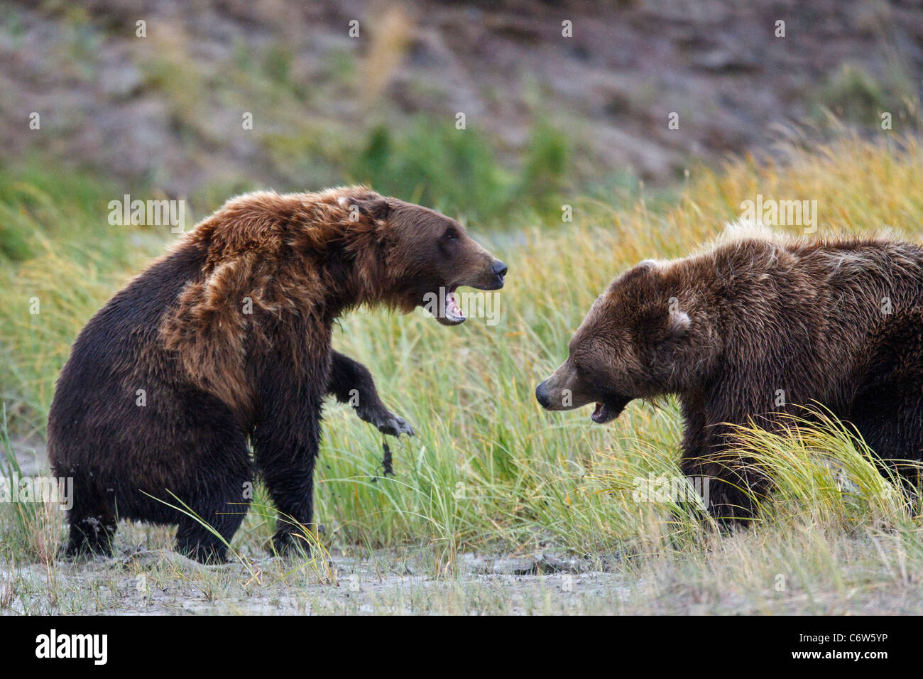 Zwei nordamerikanischen Braunbären, Sauen kämpfen für Fischerei Gebiet auf Wiese, Lake-Clark-Nationalpark, Alaska, Vereinigte Staaten von Amerika Stockfoto