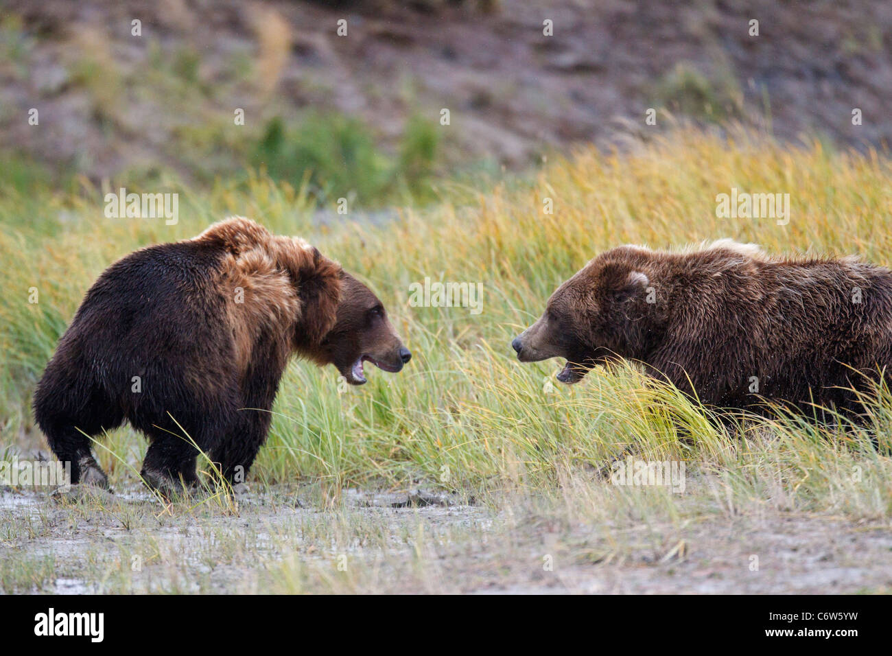 Zwei nordamerikanischen Braunbären, Sauen kämpfen für Fischerei Gebiet auf Wiese, Lake-Clark-Nationalpark, Alaska, Vereinigte Staaten von Amerika Stockfoto