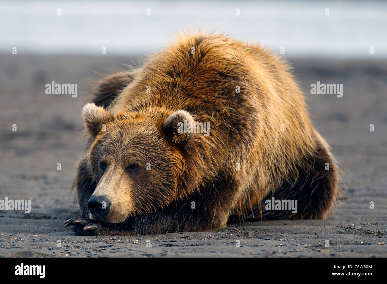Nordamerikanischen Braunbären (Ursus Arctos Horribilis) liegen am Strand, Lake-Clark-Nationalpark, Alaska, Vereinigte Staaten von Amerika Stockfoto