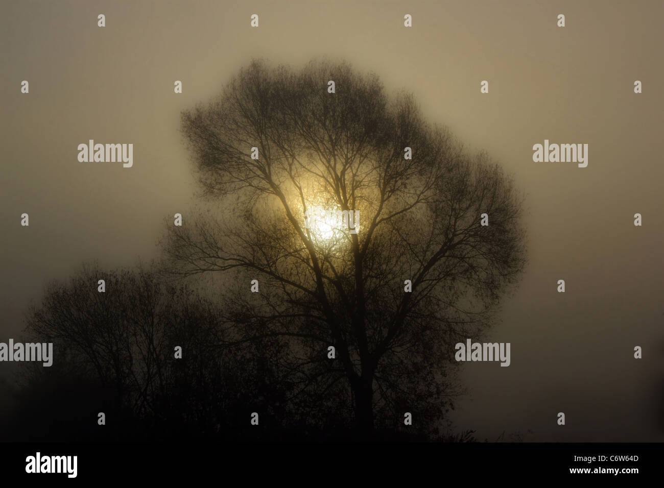 Am frühen Morgensonne im Nebel, gesehen durch den Baum Stockfoto