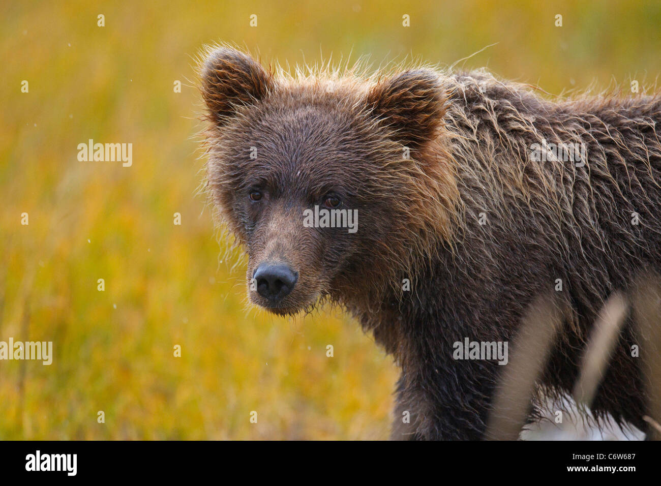 Nordamerikanischen Braunbären (Ursus Arctos Horribilis) stehen in einem Feld, Lake-Clark-Nationalpark, Alaska, Vereinigte Staaten von Amerika Stockfoto