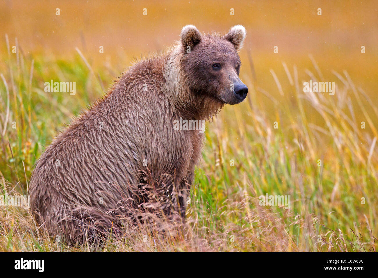 Nordamerikanischen Braunbären (Ursus Arctos Horribilis) sitzt in einem Feld von Grass Lake-Clark-Nationalpark, Alaska, Vereinigte Staaten von Amerika Stockfoto