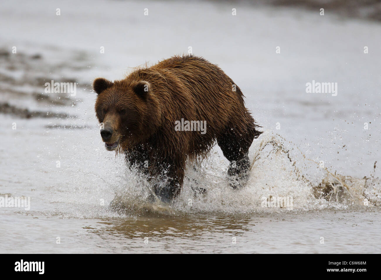 Nordamerikanischen Braunbären (Ursus Arctos Horribilis) Angeln im Bach, Lake-Clark-Nationalpark, Alaska, Vereinigte Staaten von Amerika Stockfoto