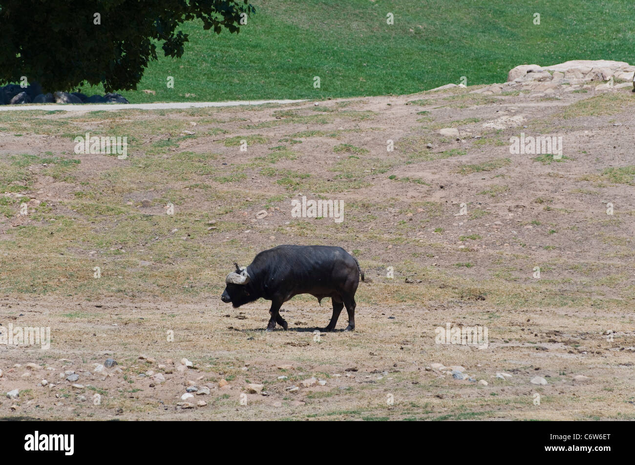 Afrikanische schwarze Büffel (Syncerus Caffer) Stockfoto