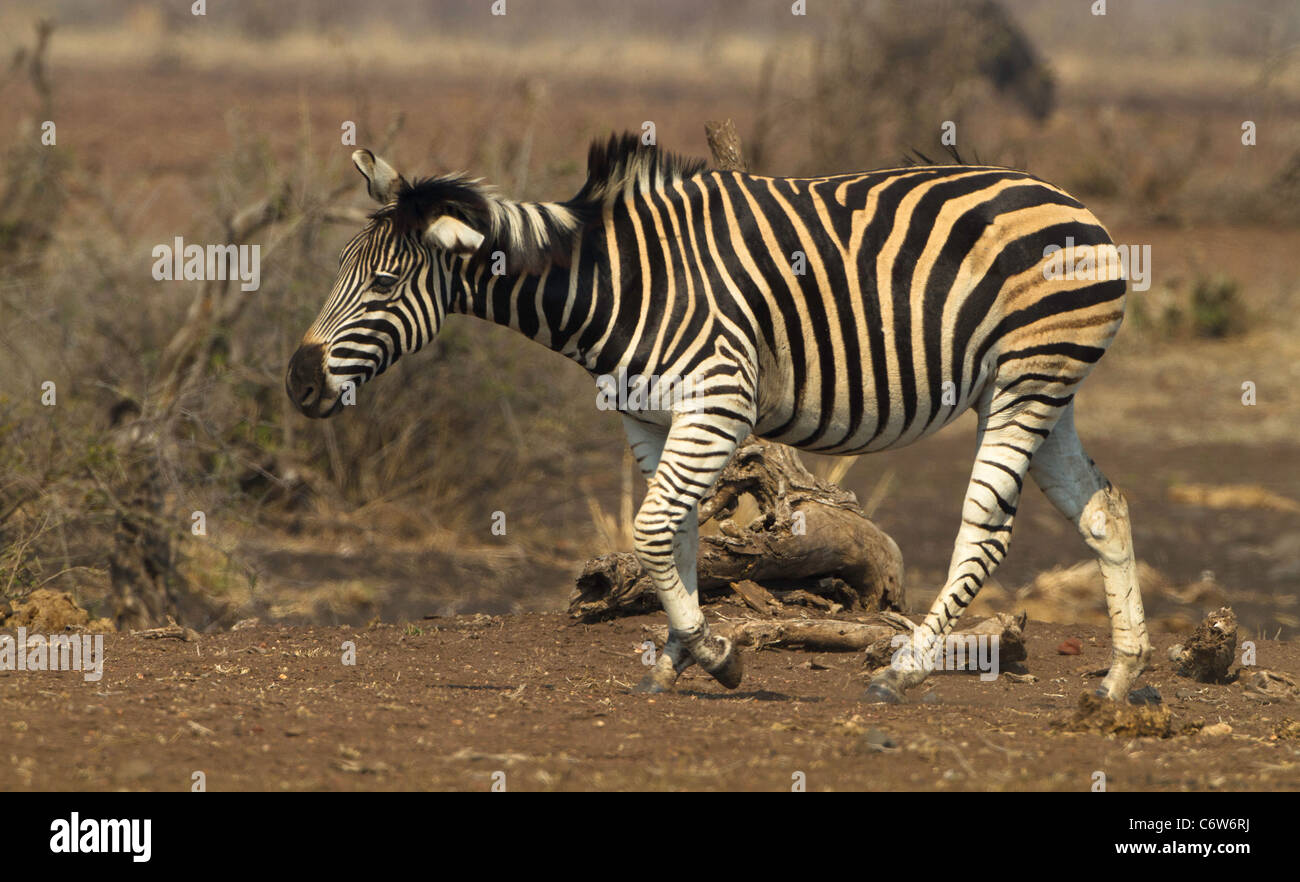 Zebra shacking Kopf- und Halskrebs Stockfoto