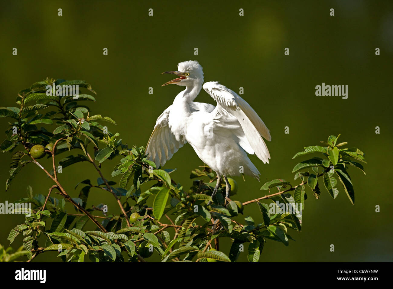 Kuhreiher (Bubulcus Ibis) - Costa Rica - Verschachtelung Kolonie-tropischer Regenwald Stockfoto