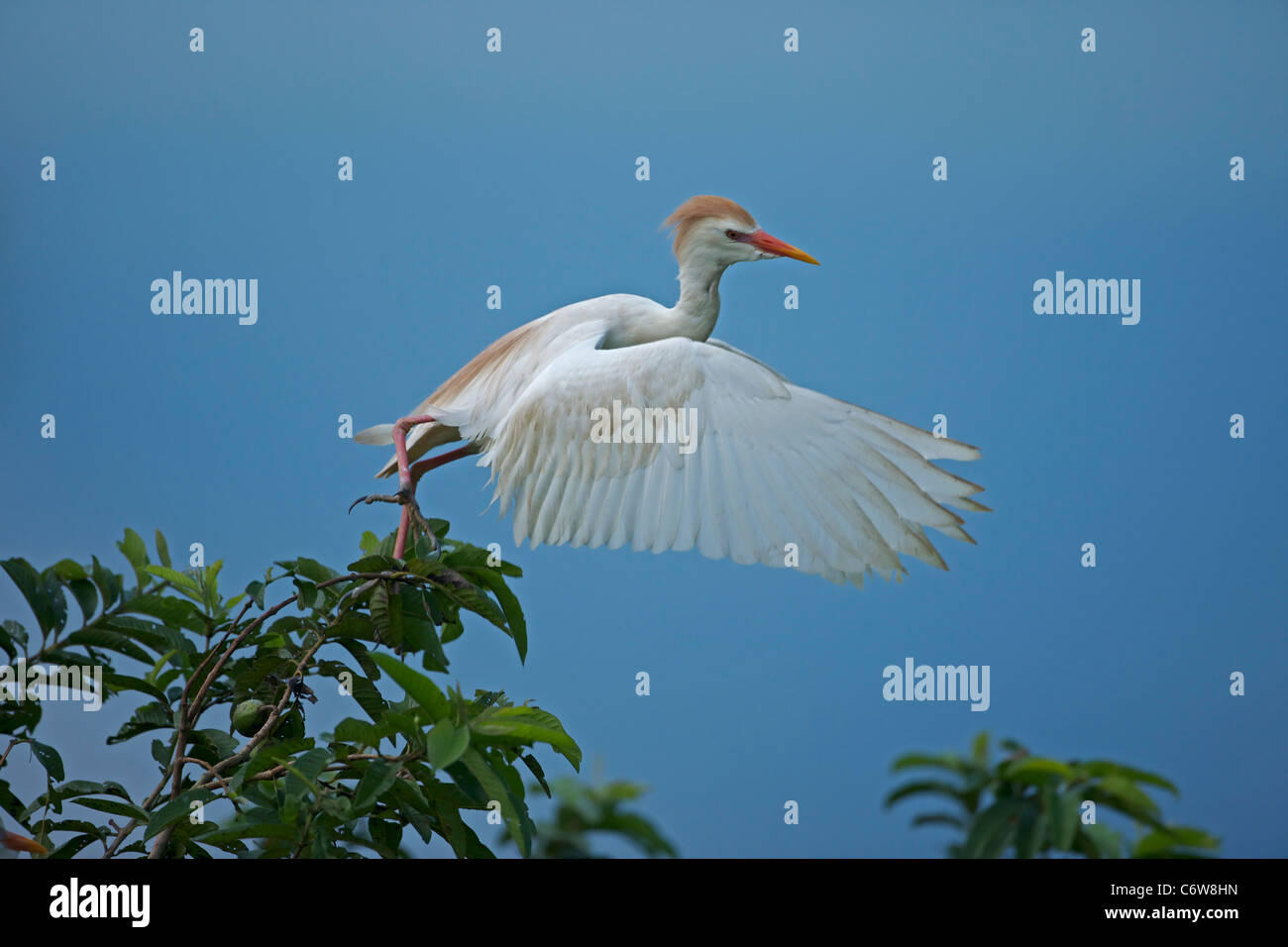 Kuhreiher (Bubulcus Ibis) - fliegende - Costa Rica - bei Verschachtelung Kolonie - tropischer Regenwald Stockfoto Kuhreiher (Bubulcus Ibis) - fliegende - Costa Rica - bei Verschachtelung Kolonie - tropischer Regenwald Stockfoto