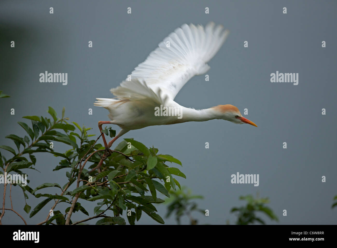Kuhreiher (Bubulcus Ibis) - fliegende - Costa Rica - bei Verschachtelung Kolonie - tropischer Regenwald Stockfoto Kuhreiher (Bubulcus Ibis) - fliegende - Costa Rica - bei Verschachtelung Kolonie - tropischer Regenwald Stockfoto
