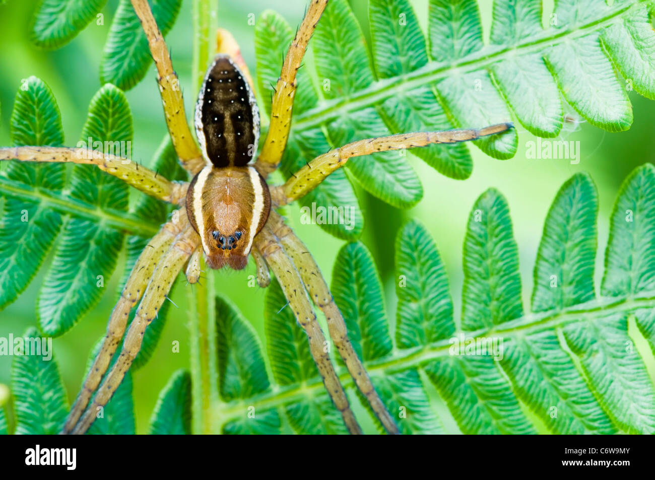 Floß Spider Jagd auf Farn Blätter Stockfoto