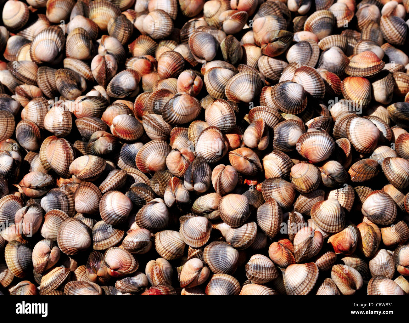 Spanien, Galicien: Muscheln sind eine Spezialität von Galiciens Gastronomie Stockfoto
