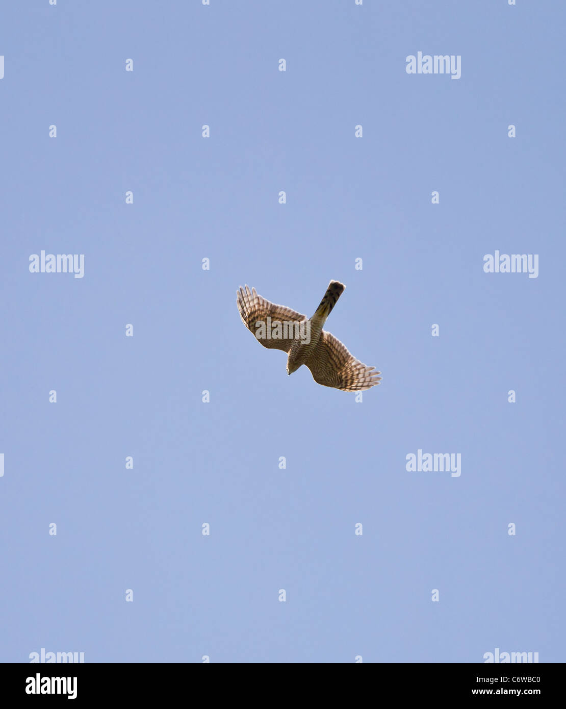 Sparrowhawk Accipiter Nisus Weibchen im Flug gegen blauen Himmel zeigen underwing Stockfoto