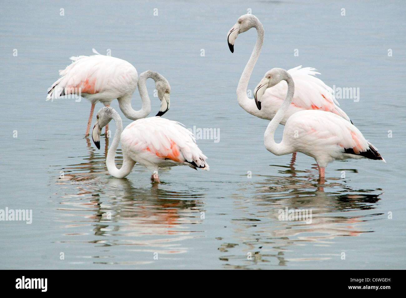 Flamingo Stockfoto