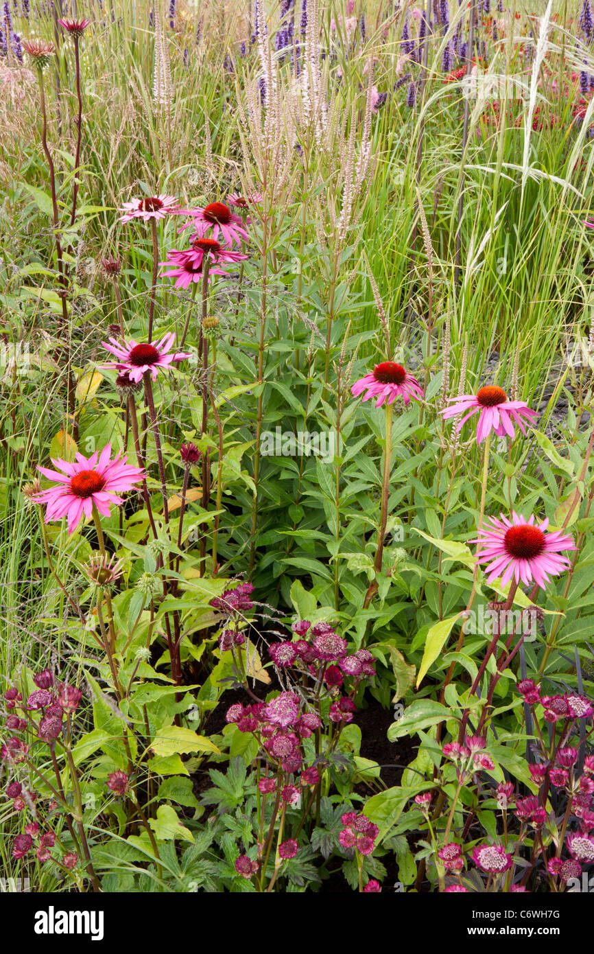 Ein wilder Präriewiesengarten mit Ziergrasgrasen deschampsia stipa und Echinacea astrantia sanguisorba Blumen Blume Grenze Sommer UK Stockfoto