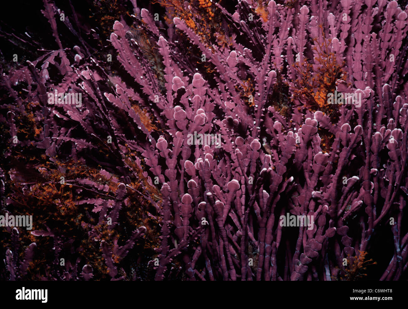 Rosa verkalkt Coralline Algen (Bosiella SP.) und gelbe Hydrozoen (meistens Garveia). Kanäle-Inseln, Kalifornien, USA Stockfoto